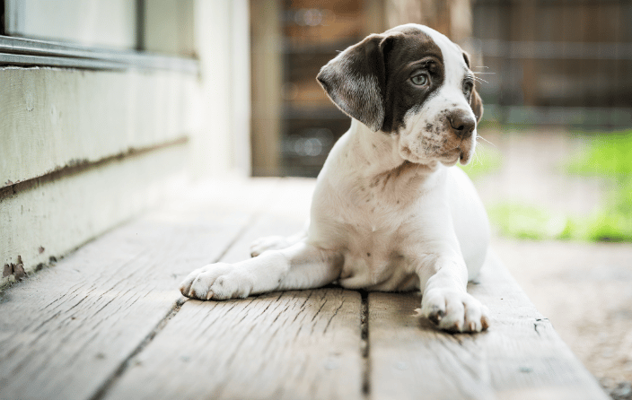 Pointer Puppy
