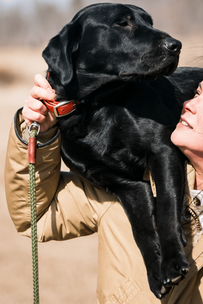 Black Labrador