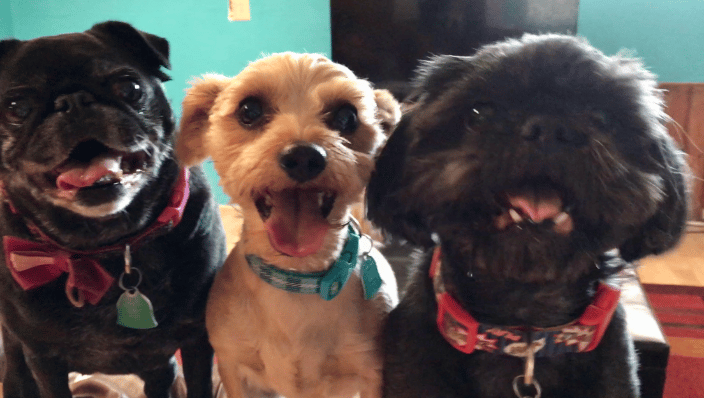 Chloe, Milo and Bode! The happiest of trios!