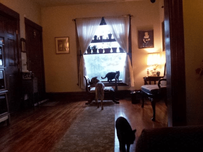 Puppy's and Kitties...oh my!