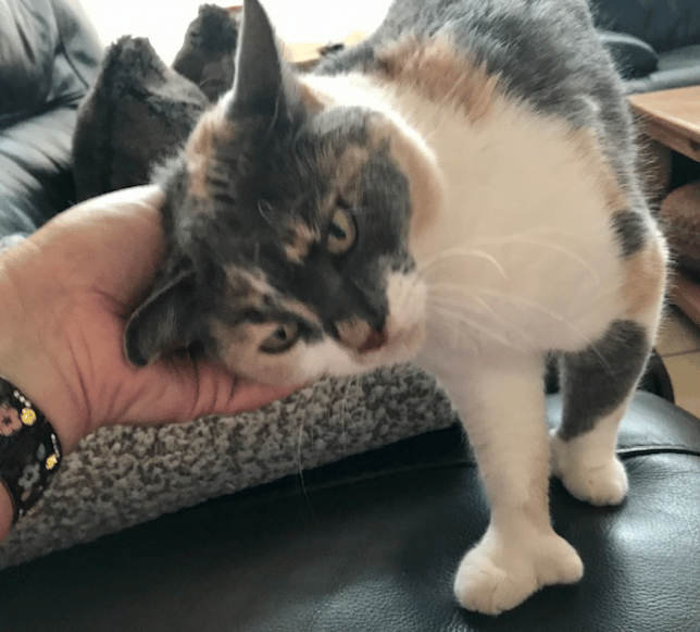 Karma is a polydactyl cat (she has extra toes!)