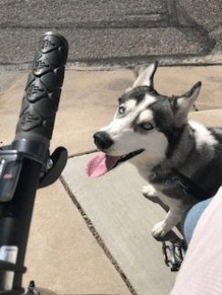 Luna loves biking for exercise!