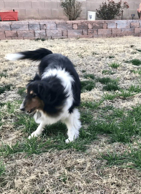 Daisy is celebrating on her potty break!