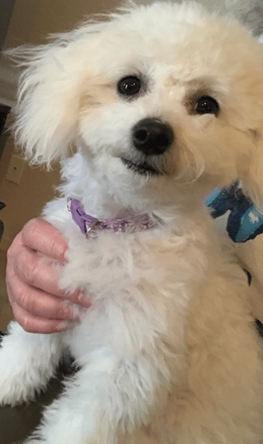 Dolly!