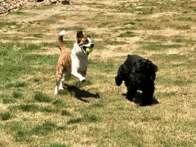 Pets are happiest at home where we give them lots of time to run and play!