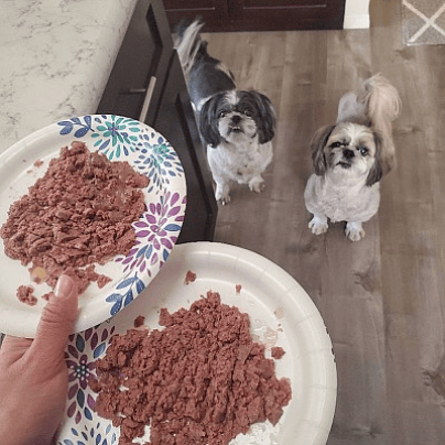 It's breakfast time for Ajax and Brutus!