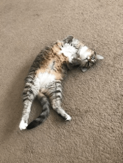 Sometimes you just have to flop on the floor for dramatic effect!