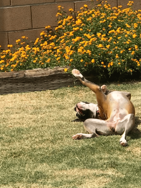 A good roll in the grass feels so wonderful!