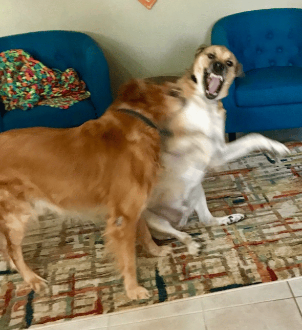 The look on Jack's face made his mom laugh when she got our report. They sure were having fun!