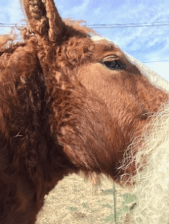 A curly haired horse!