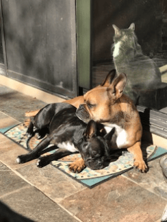 The whole family soaking up some rays!
