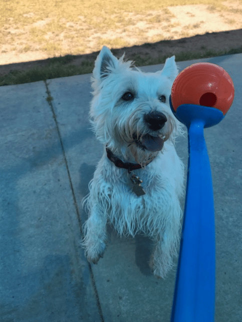 Tango can't get enough fetch time!