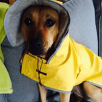 Dinah is adorable in her rain coat!