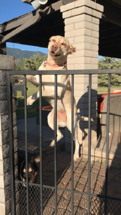 Your pets will also jump for joy when they see us coming!