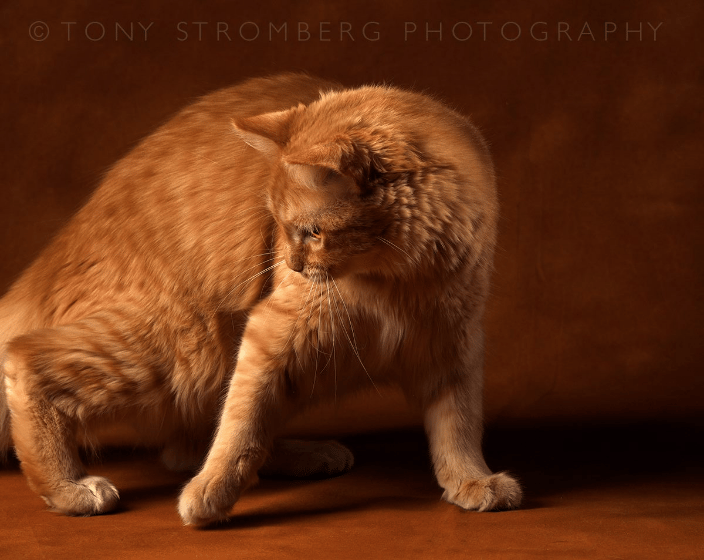 Ginger Cat