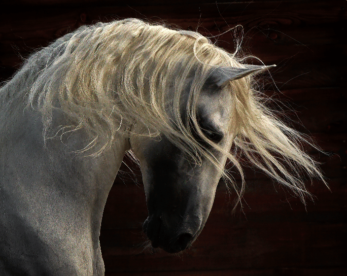 Lusitano Stallion