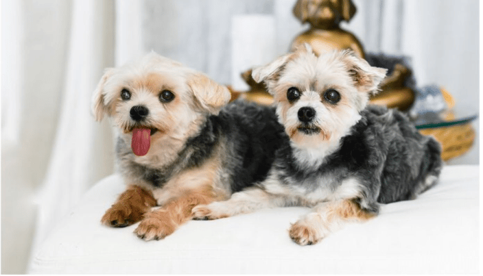 Sebastian and Maika - Barefoot Mama Dog Natural Wellness and Animal Reiki