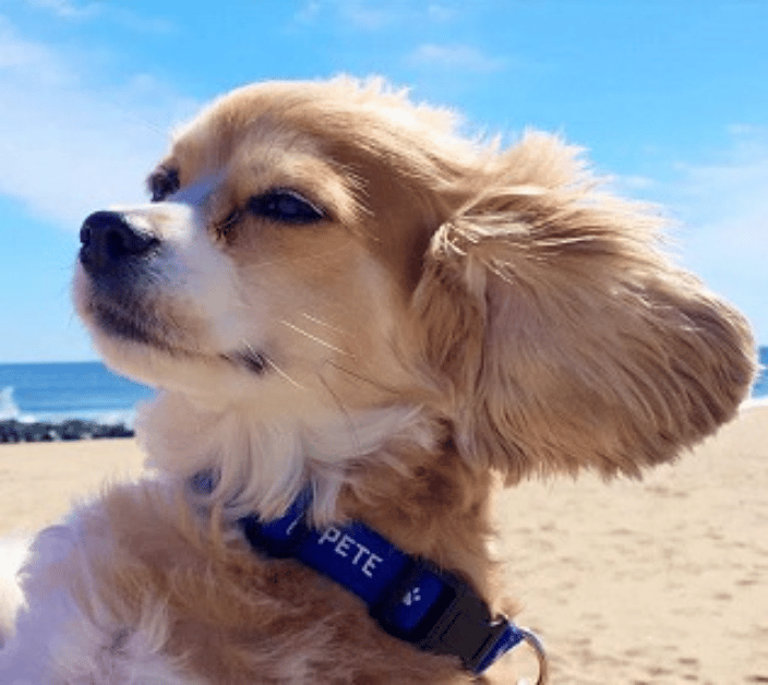 Pet Sitting Albany, NY