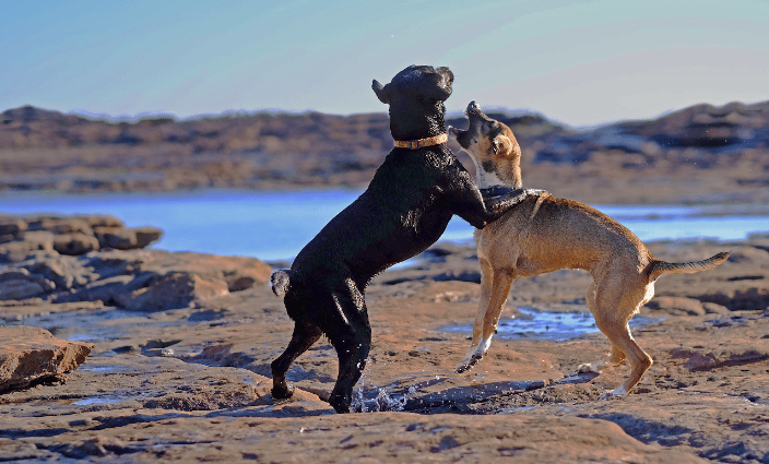 Rollicking on the Rocks