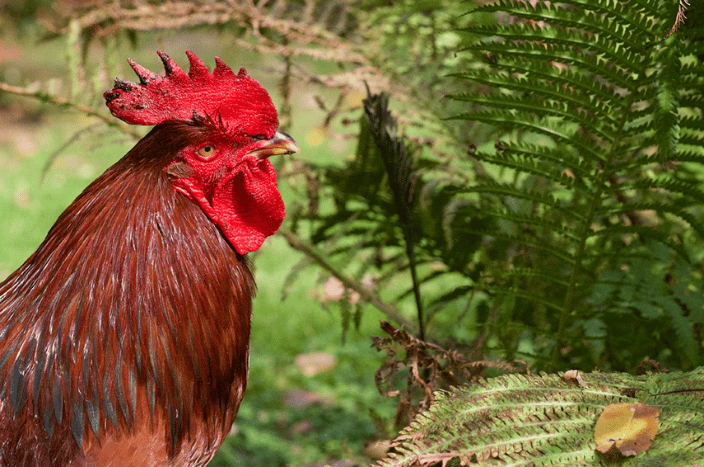 Rooster Reconsiders Cockiness