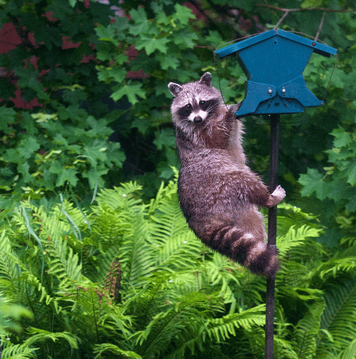 A Rather Bold Raccoon.