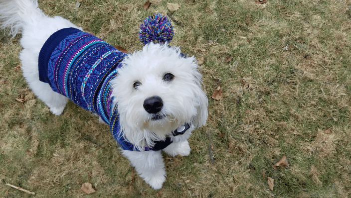 customer's dog