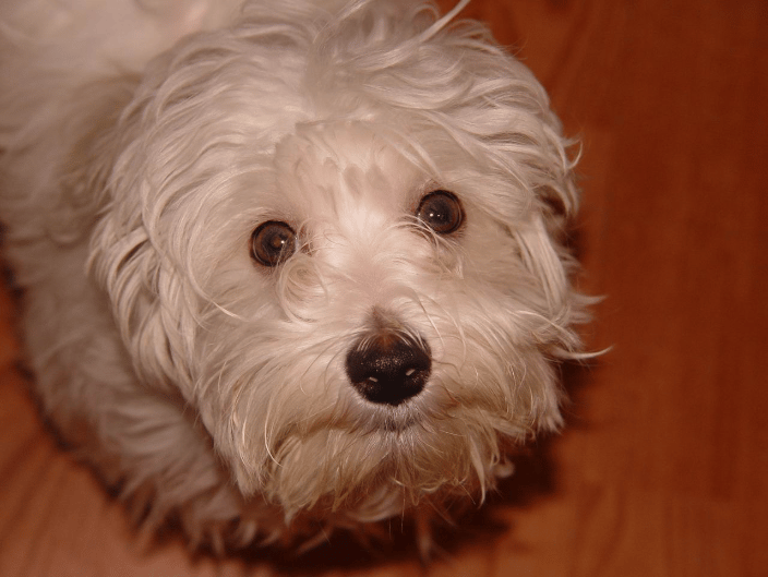 dylan