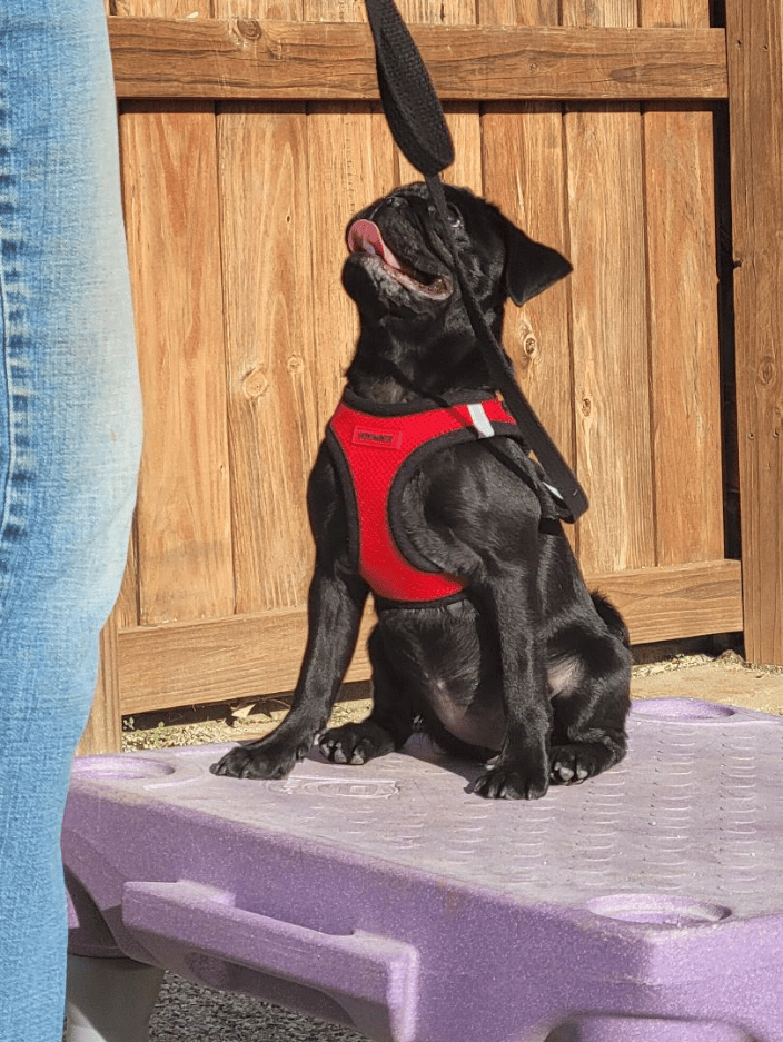 Pug learning to sit stay