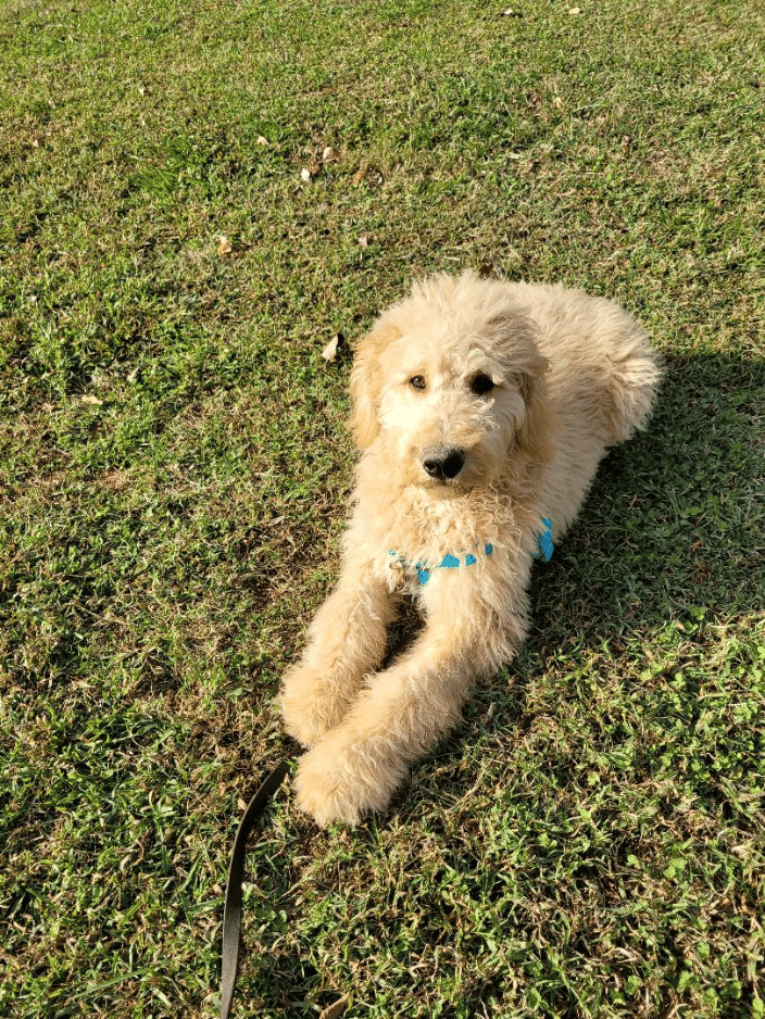 Dog learning down stay