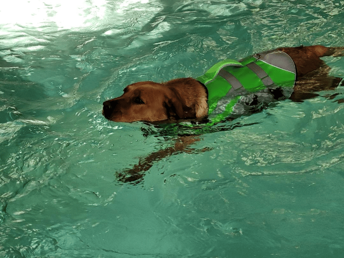 Lab swimming