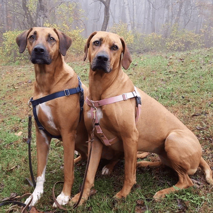 Dogs working in tandem