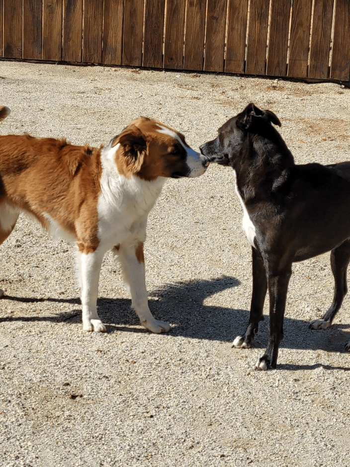 Doggie Social Time
