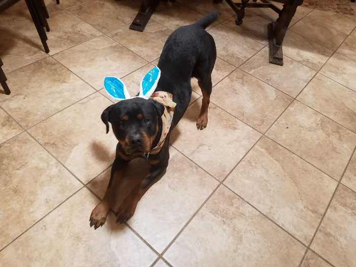 Beau- Therapy dog for dogs