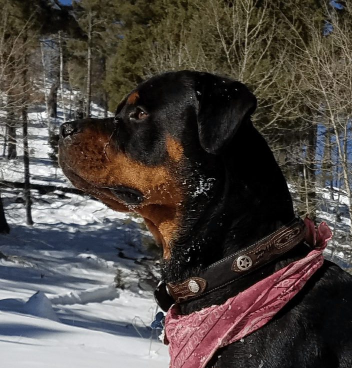 Beau Jangles-Therapy dogs for dogs