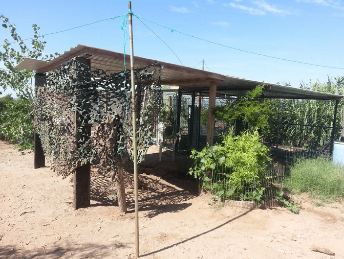 Yard