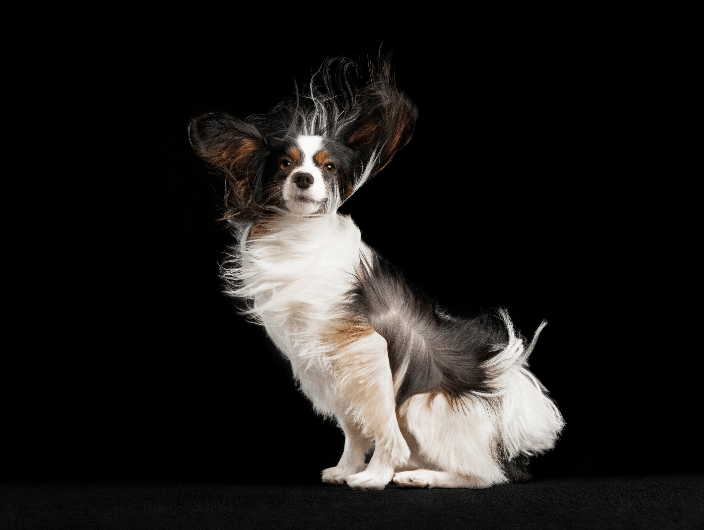 Fine art dog photography