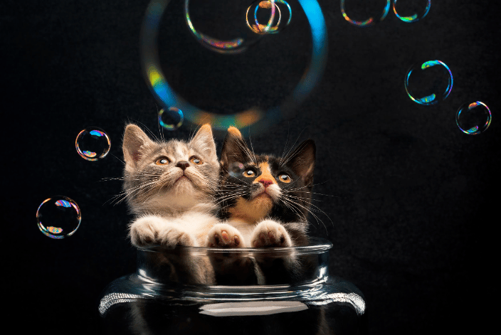 Kittens