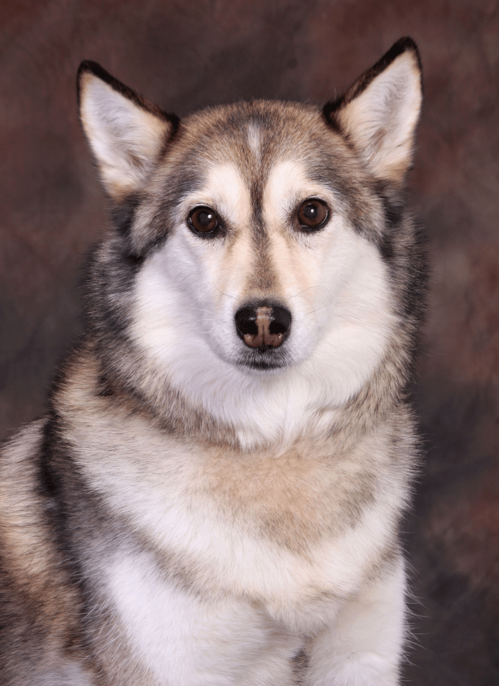 A Husky