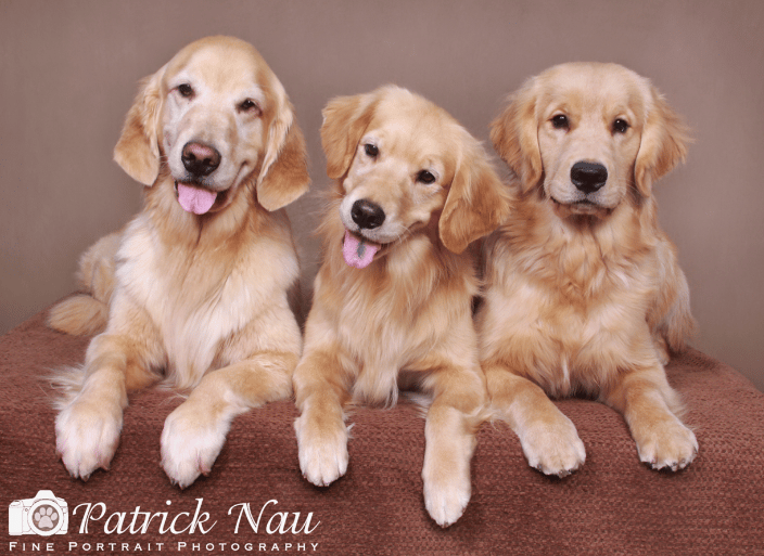 Golden Retrievers