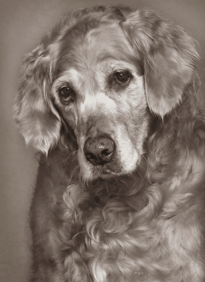 A portrait of a senior dog