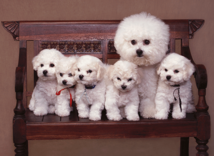 A portrait of a dog and her puppies.