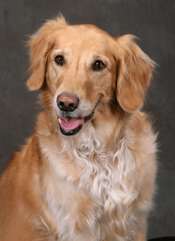 A portrait of a Golden Retriever