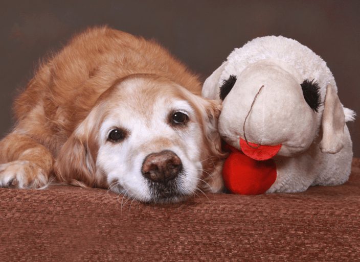 A portrait of a senior dog with his stuffed animal