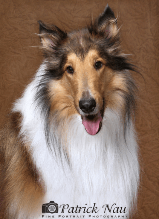 A portrait of a Collie