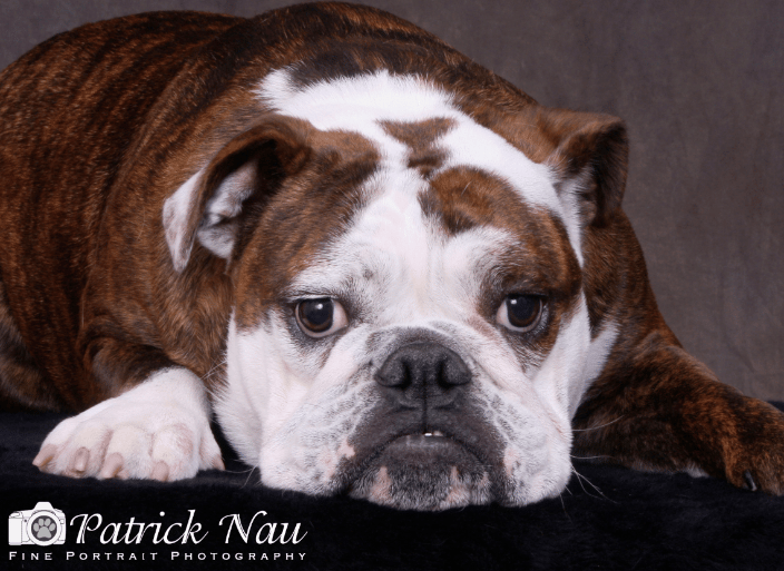 A portrait of a resting Bulldog