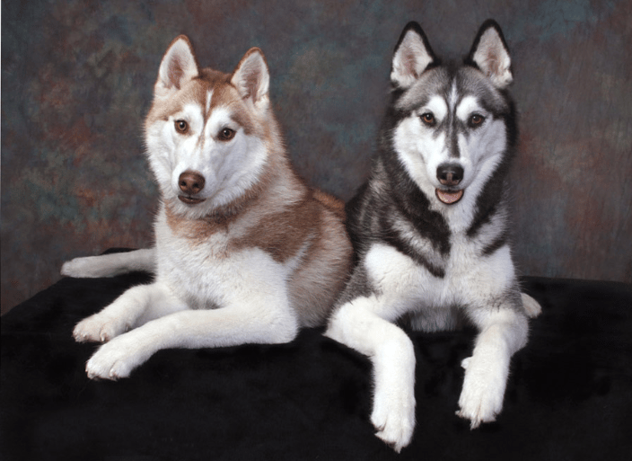 A portrait of two Huskies