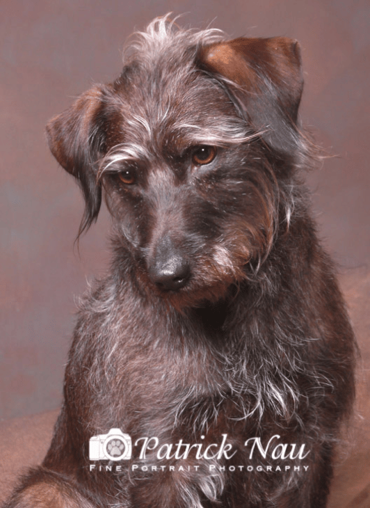 A portrait of a brown dog.