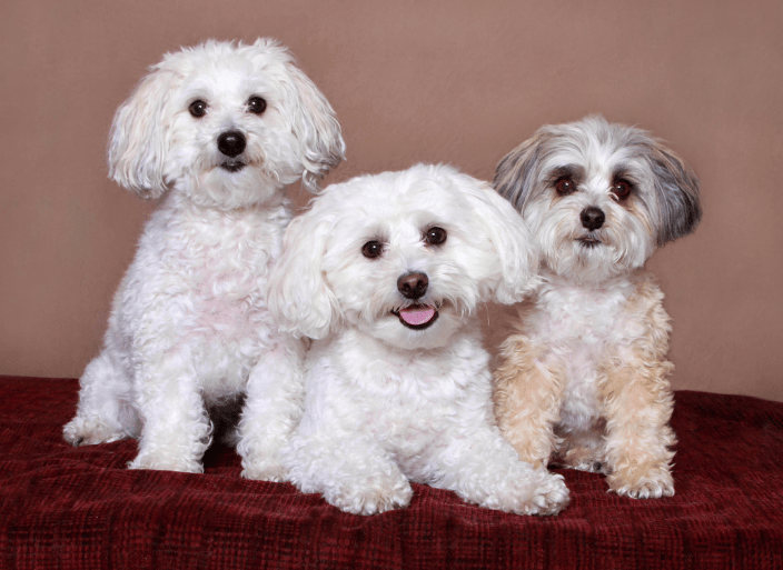 A portrait of three cute dogs