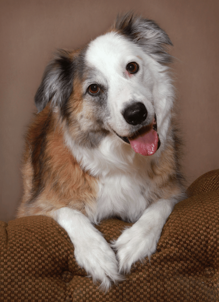 A portrait of a dog cocking its head
