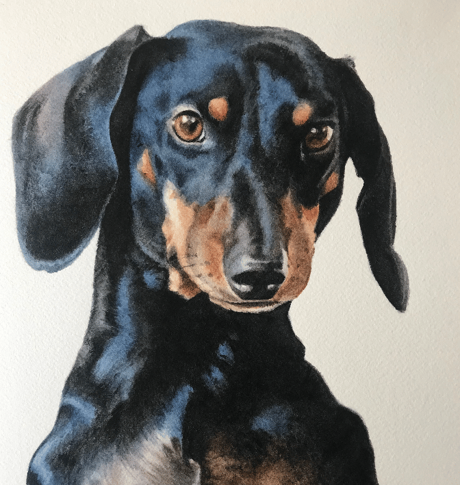 Doxie